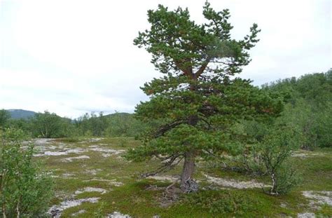 Nasa 30 Years Of Global Warming Brings Trees To The Tundra