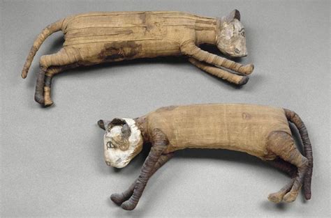 Egyptian Animal Mummies Egyptian History Egyptian Cats Ancient Egyptian