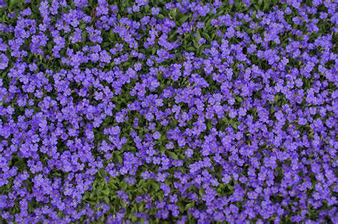 Ground Cover Plants Texture