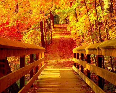 Bridge At Fall Fall Leaves Bridge Park Trees Autumn Hd Wallpaper