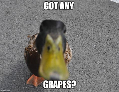 Ducks Memes And S Imgflip