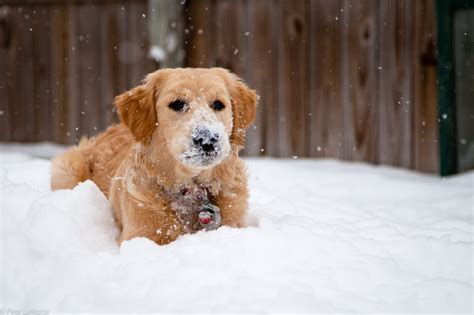 Best Winter Coats For Dogs