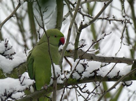 Ring Necked Parakeet As Weve Had Some Snow In My Part Of Flickr