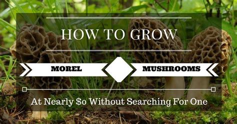 How To Grow Morel Mushrooms Grow Your Way