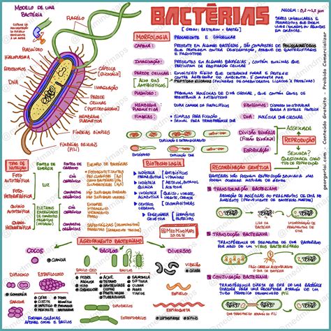 Qu Es Un Mapa Mental De Las Bacterias Mendomo