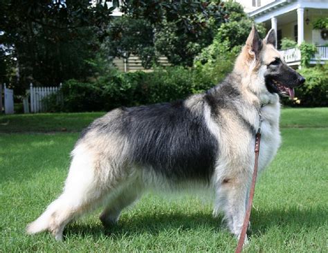 Shiloh Shepherd Dog Breed Guide Learn About The Shiloh
