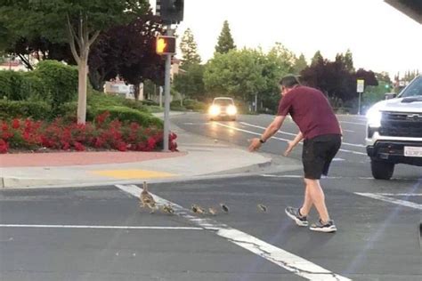 California Man's tragic death while helping ducks cross street revered