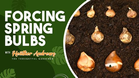 Amazing Tips To Plant Spring Flower Bulbs 1 Youtube