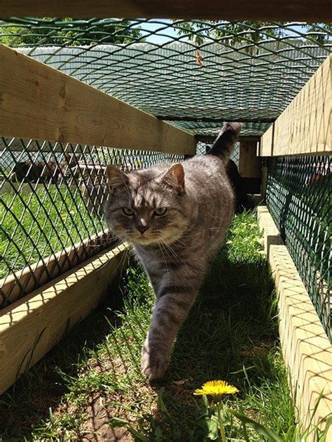 Side view of cat enclosure. How to build a catio your cat will love | Outdoor cat run ...