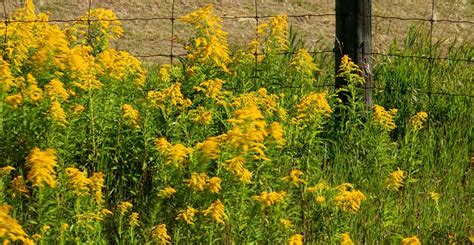 Ragweed Alert How To Survive 2023s Supercharged Fall Allergy Season