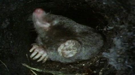 Rise In Mole Numbers Across Uk Bbc News