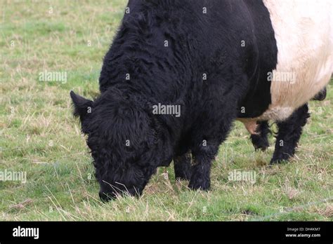Belted Galloway Bull Close Up Stock Photo Alamy