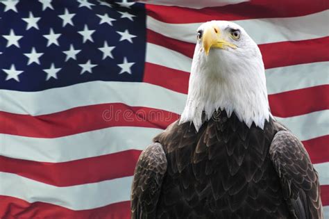 Bald Eagle And Usa Flag Stock Image Image Of Majestic 8937805