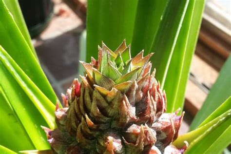 Where Do Pineapples Grow Top Facts And Tips