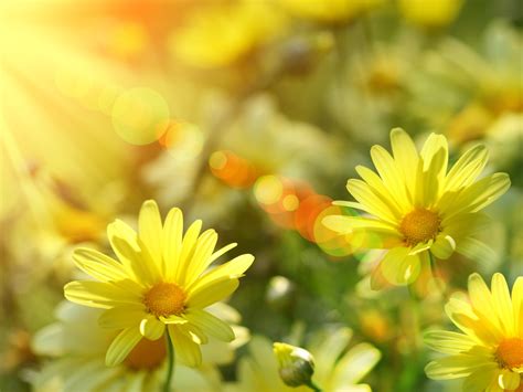 Sunshine Wallpaper Cute Flowers Hd Desktop Wallpapers