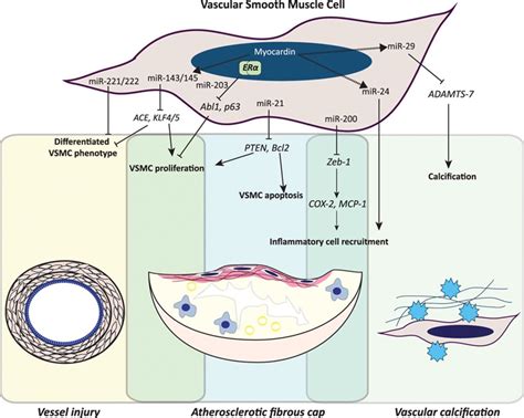 microrna regulation of vascular smooth muscle function and phenotype arteriosclerosis