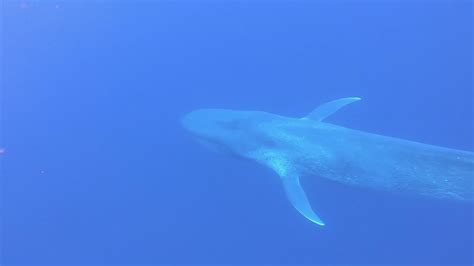 Swimming With Blue Whales Having A Whale Of A Lifetime With The Giants