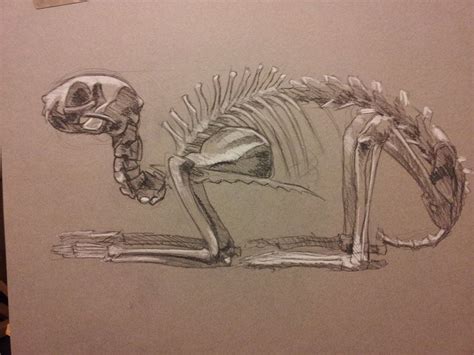 Cat Skeleton By Richardblumenstein On Deviantart Cat Skeleton Feline