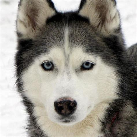 Film magyarul onlinekutyabajnok 2002, lesz ingyenes élő film kutyabajnok 2002. 486 best Gone To The Snow Dogs images on Pinterest | Jeep ...