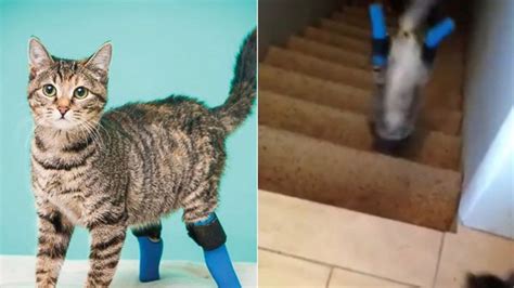 Fractures can affect your cat's ability to walk. Double-Amputee Cat 'Paw Stands' Down Stairs - ABC News