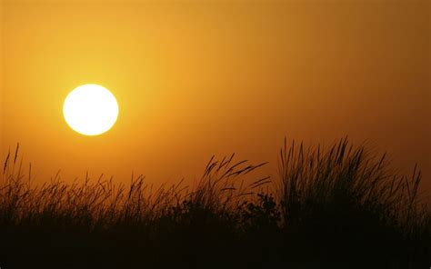 Wallpaper Silhouette Of Grass During Sunset Background Download Free