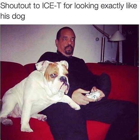Shoutout To Ice T For Looking Exactly Like His Dog Realfunny