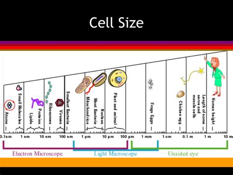 Ppt Animal Cells Powerpoint Presentation Free Download Id1105039