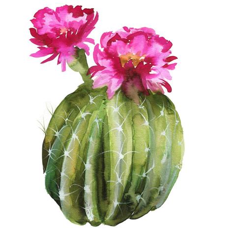 Snowberrydesignco.thinkific.com/collections learn how to paint one new flower each month, and. Flowering Cactus Watercolor Kit | Watercolor cactus