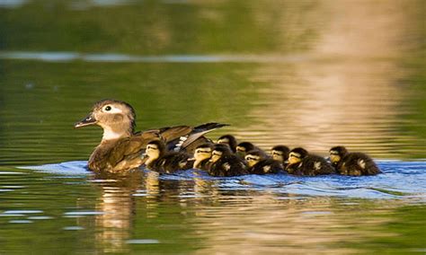 Very Cute Mother And Baby Ducks Images Hd Wallpaper All 4u Wallpaper