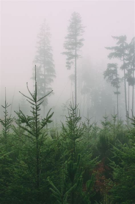 Pin By Lynette Aeziman Tenore On Beauties Foggy Forest Foggy In