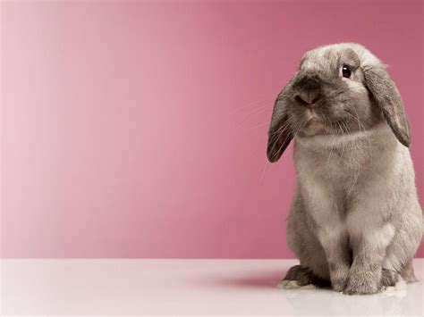 Very Cute Rabbit Hd Desktop Wallpaper Widescreen High Definition