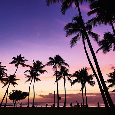 Palm Trees Are Silhouetted Against The Purple Sky At Sunset On A
