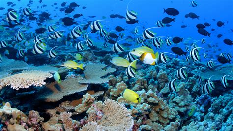 Coral Reef Ecosystems National Oceanic And Atmospheric Administration