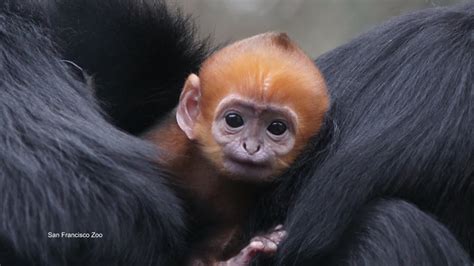 Cutest Baby Monkey In The World