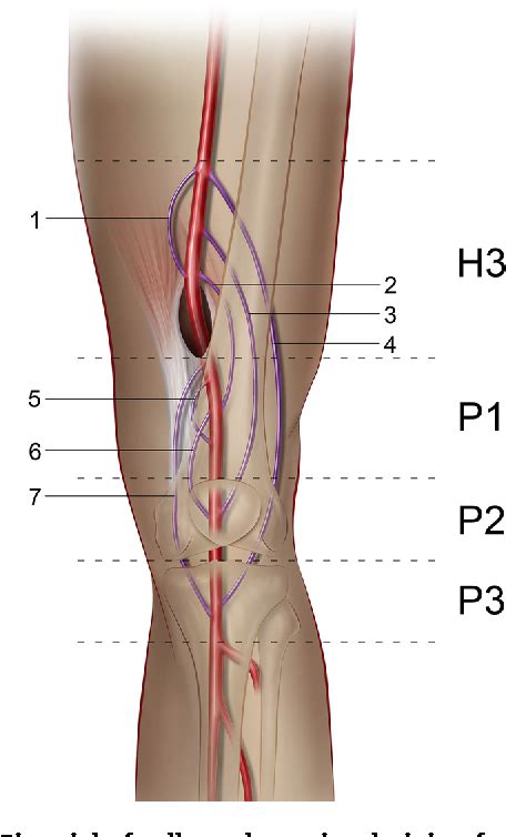 Collateral Artery Pathways Of The Femoral And Popliteal Artery Semantic Scholar