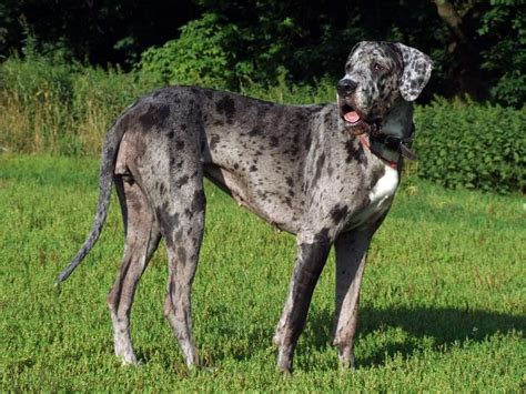 Great Dane Dog Breed Complete Guide A Z Animals