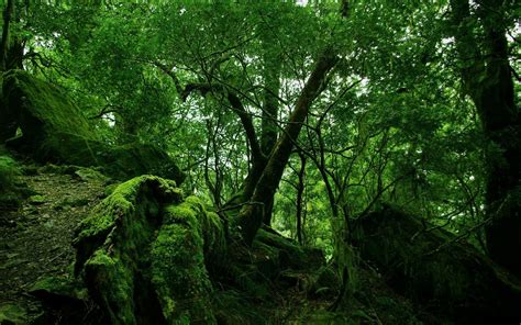 3840x2090 Forest Green Leaves Moss Trees Wood 4k Wallpaper