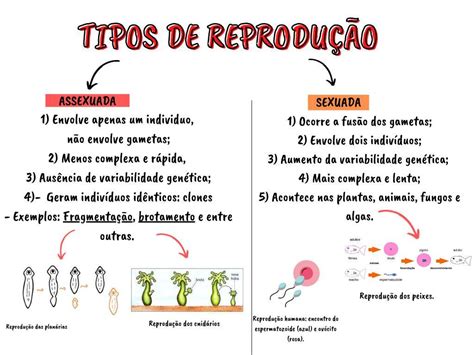 Mapa Mental Reprodução Assexuada