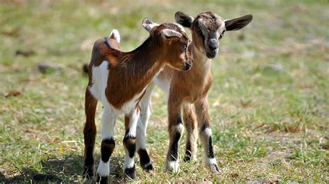 Goat Kids Diarrhea And Its Prevention Ali Veterinary Wisdom