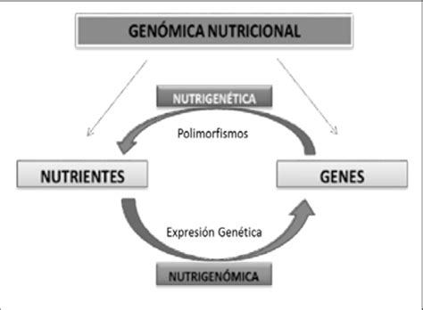 Esquema Genómica Nutricional E Interacción Genes Nutrientes Download