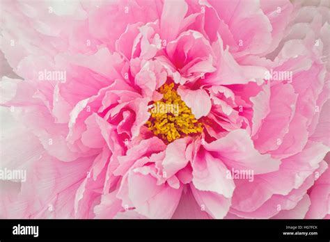 Close Up Image Of A Beautiful Pink Peony Or Paeony Flower Stock Photo