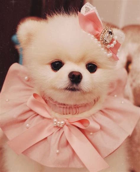 Phenomenal 16 Cutest Puppies That Will Melt Your Heart Meowlogy