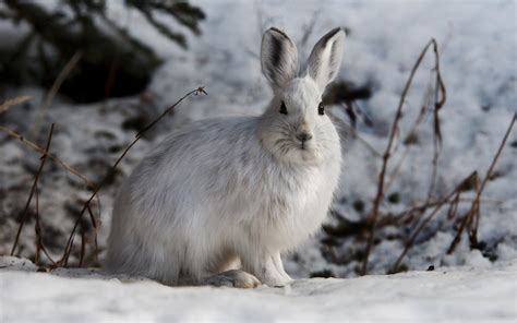 Download Wallpapers White Rabbit Winter Snow Rabbit Wildlife Wild