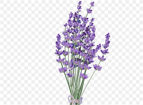 Lavender Flower Clip Art Png 445x603px Lavender Art Art Blog