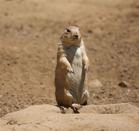 Interesting Facts About Ground Squirrels Welcome Wildlife
