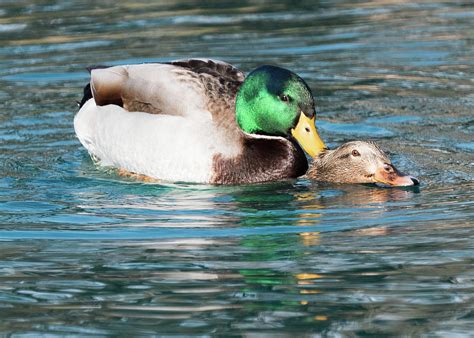 Mallard Ducks Mating Photograph By Tran Boelsterli Pixels