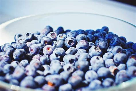 Free Picture Berry Sweet Blueberry Nutrition Food Fruit Diet