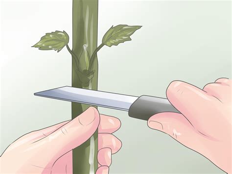 Easy Ways To Graft Plants With Pictures WikiHow