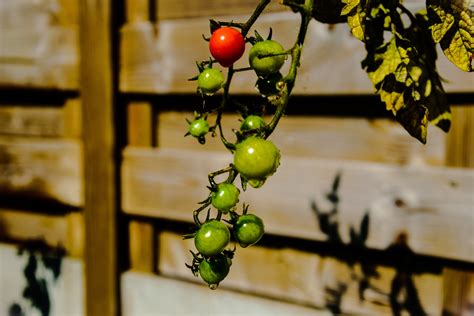 Free Stock Photo Of Cherry Tomatoes Dramatic Gardening