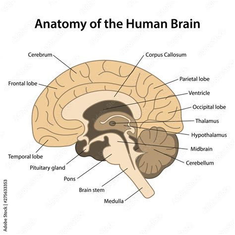 Vetor Do Stock Anatomy Of The Human Brainsagittal Cut Structure Of